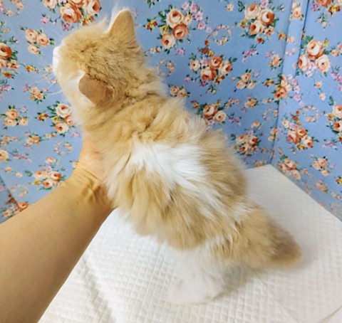 ミヌエット