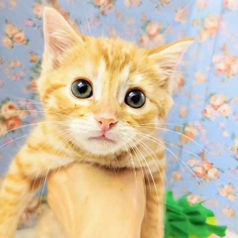 ジェネッタ（レッド）男の子♫鳴き声が特徴的☆