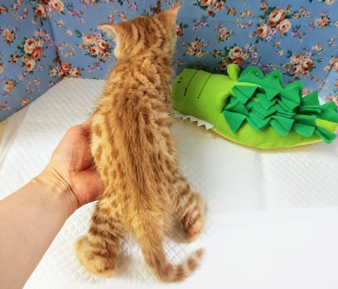 ジェネッタ