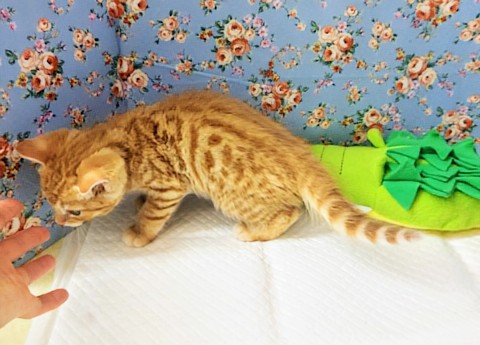 ジェネッタ