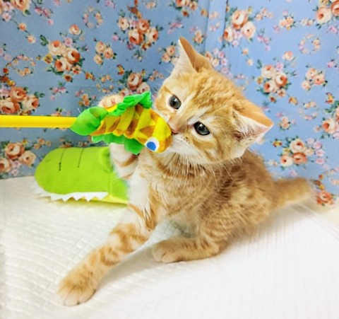 ジェネッタ