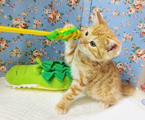 ジェネッタ