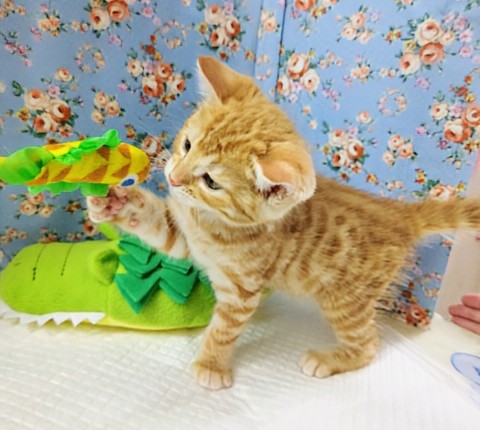 ジェネッタ