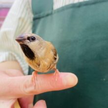 あと一羽🌟最新画像あります！当店初!!激レア!!シュバシキンセイ鳥のヒナがやって来ました🎉🎉