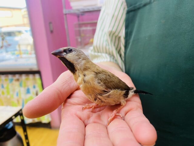 キンセイチョウ