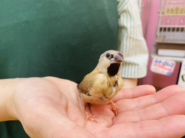 キンセイチョウ