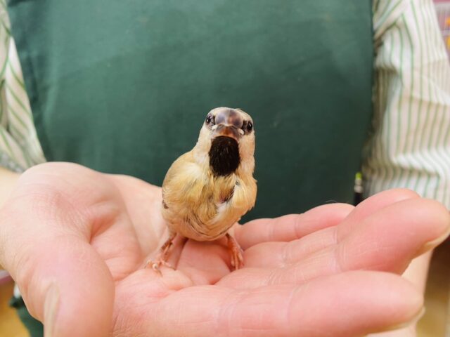 キンセイチョウ