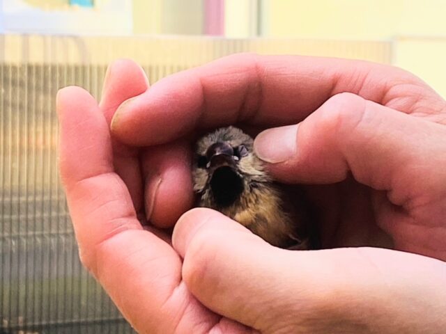 キンセイチョウ