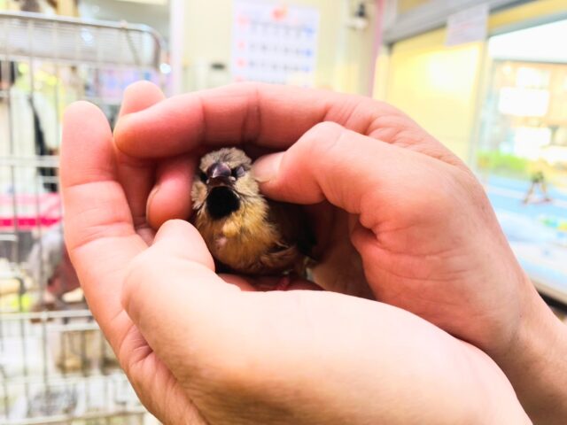 キンセイチョウ