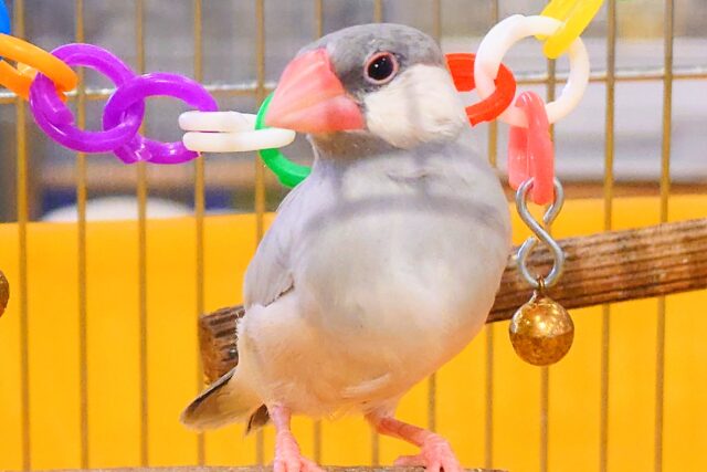 シルバー文鳥