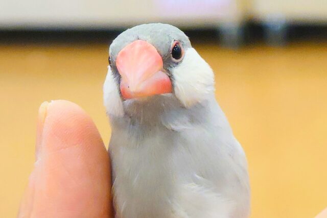 シルバー文鳥