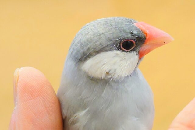 シルバー文鳥