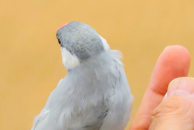 シルバー文鳥