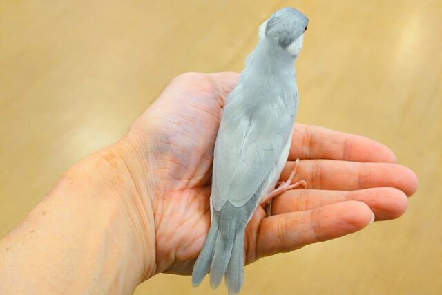 シルバー文鳥