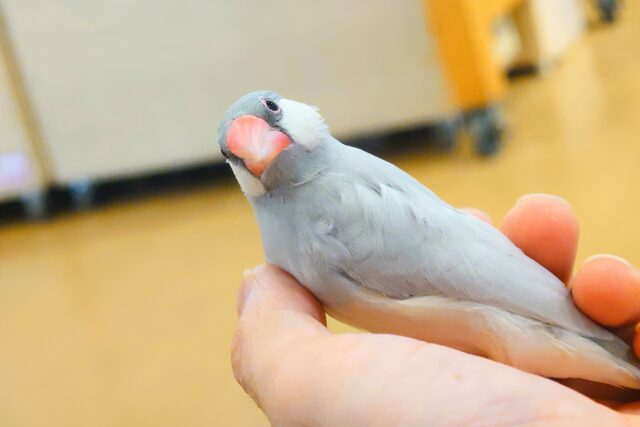 シルバー文鳥