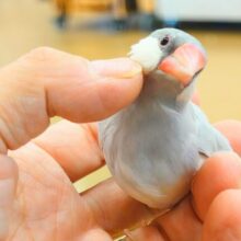 最新画像になります☆　ｶｷｶｷしても良くってよぉ～☆　ごじまんの頬にく～　シルバー文鳥～～