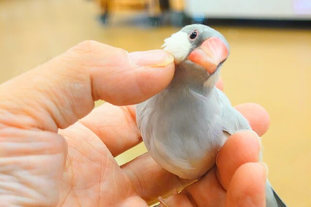 シルバー文鳥