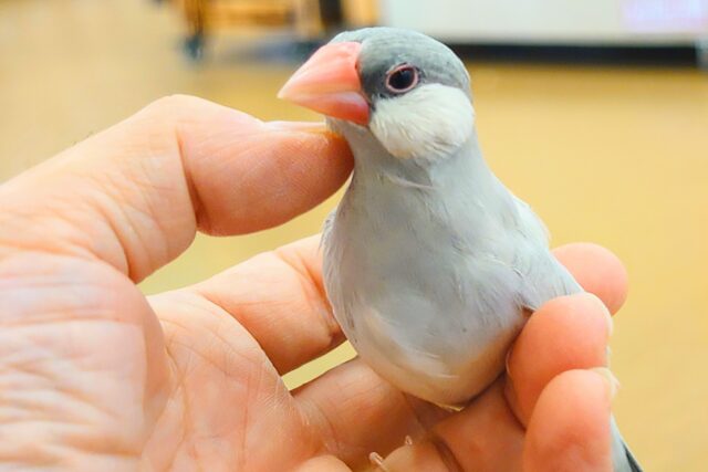 シルバー文鳥