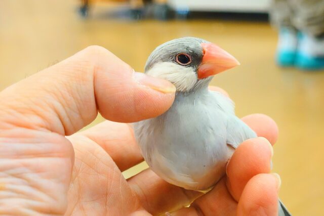 シルバー文鳥