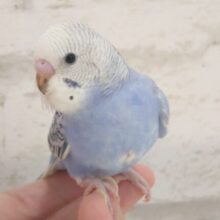 最新画像になります☆　安心感たっぷり♬*°セキセイインコ(オパーリン) ヒナ