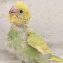 最新画像になります☆　若草カラーの赤ちゃんです🐣🌿セキセイインコ(スパングル) ヒナ