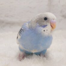 【動画更新🪄】最新画像になります☆元気いっぱい‪☆好奇心旺盛さん~♩♩セキセイインコ(パイド) ヒナ