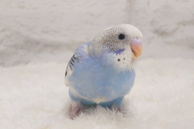 最新画像になります☆元気いっぱい‪☆好奇心旺盛さん~♩♩セキセイインコ(パイド) ヒナ