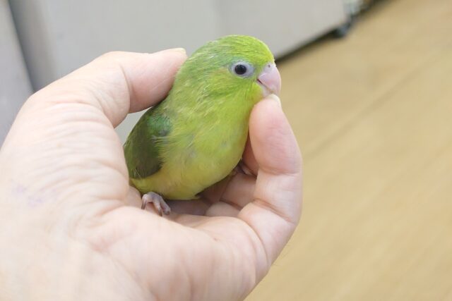 マメルリハ
