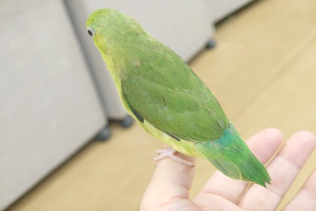 マメルリハ