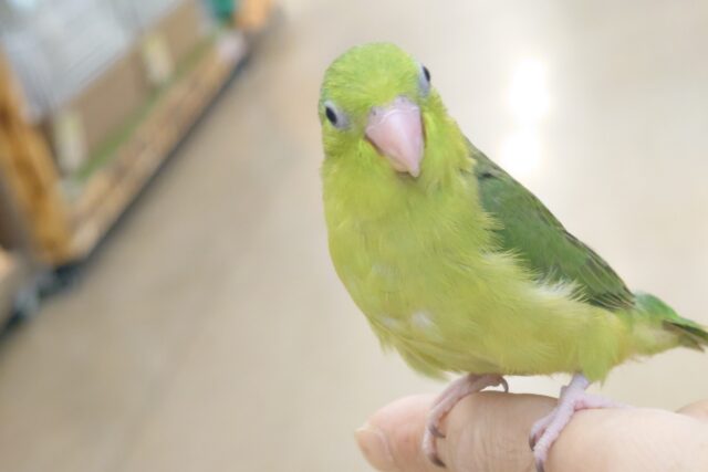 マメルリハ