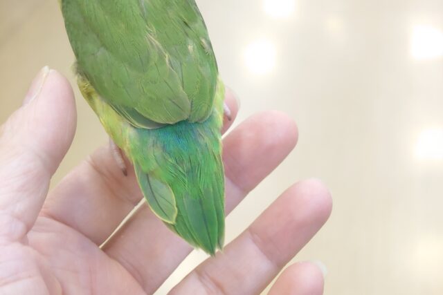 マメルリハ