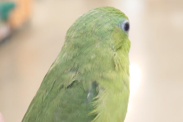 マメルリハ