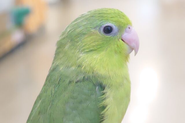 マメルリハ