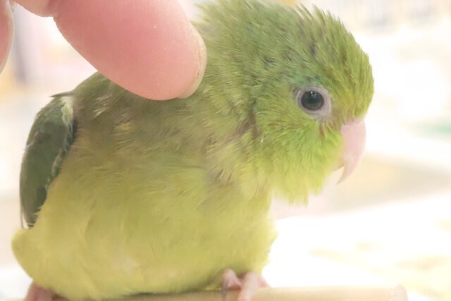 マメルリハ