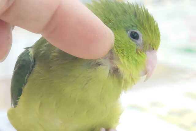 マメルリハ