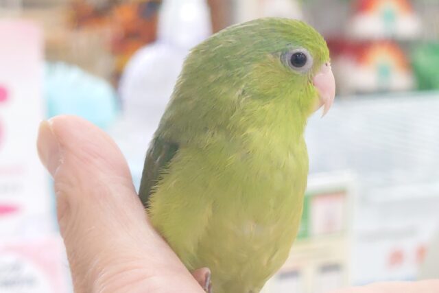 マメルリハ