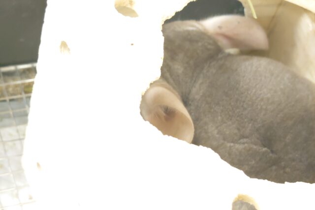 チンチラ