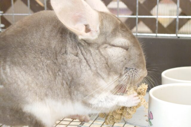 チンチラ