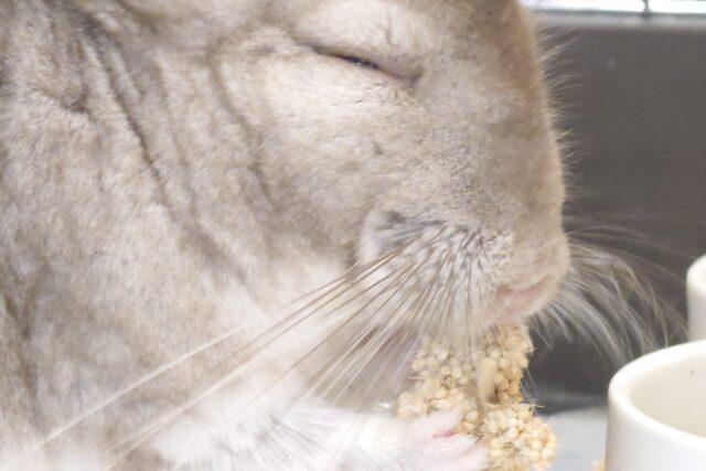チンチラ