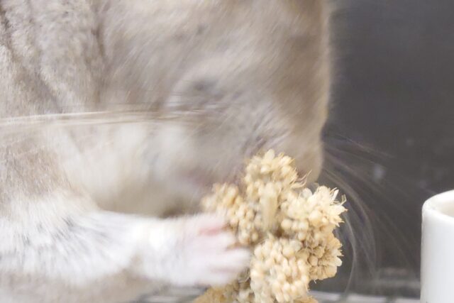 チンチラ