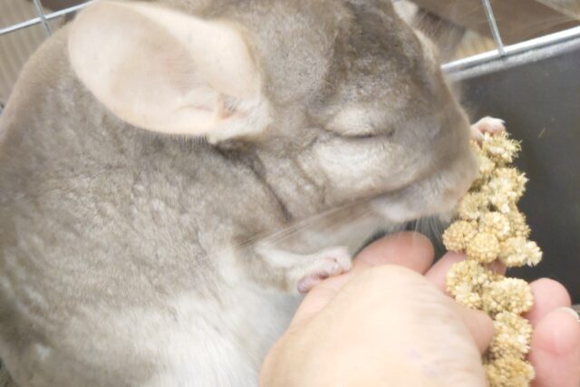 チンチラ
