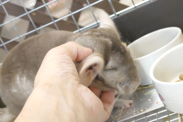 チンチラ