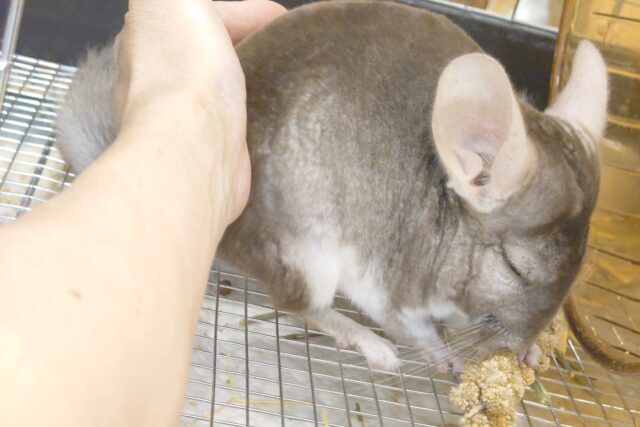 チンチラ