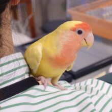 アンテナぴぴっと～　ここなら安心「肩のうえ～」　コザクラインコ　ルチノー～～