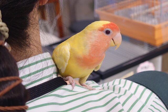 アンテナぴぴっと～　ここなら安心「肩のうえ～」　コザクラインコ　ルチノー～～