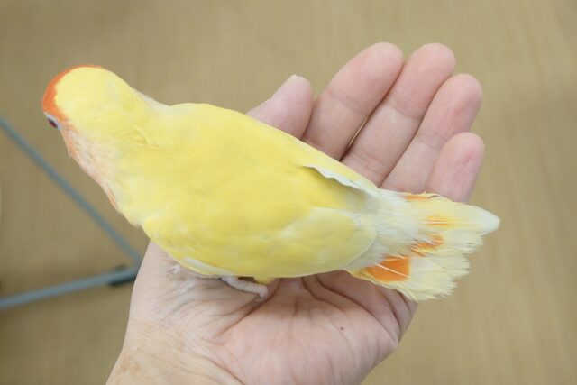 コザクラインコ（小桜インコ）