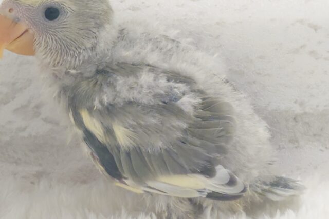 コザクラインコ（小桜インコ）