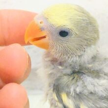なにげに～　あくてぃぶコザクラさん☆　コザクラインコ　モーブパイド～～