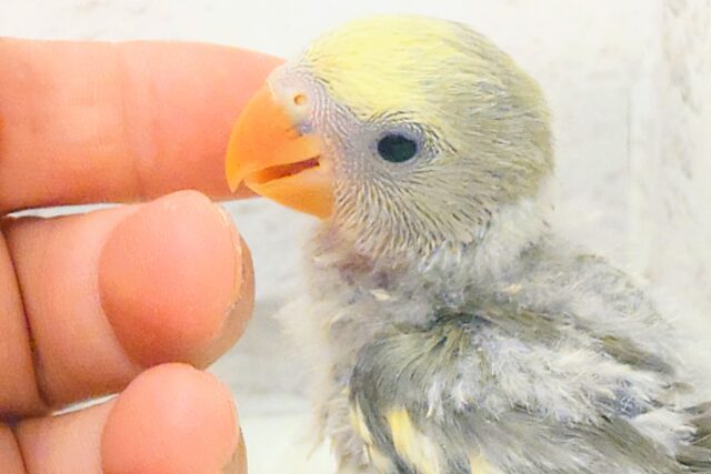 なにげに～　あくてぃぶコザクラさん☆　コザクラインコ　モーブパイド～～