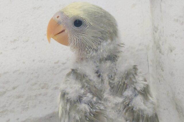 コザクラインコ（小桜インコ）